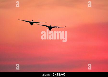 WEIHAI, CHINA - FEBRUARY 28, 2022 - Whooper swans fly in Rongcheng Whooper National Nature Reserve in Weihai, East China's Shandong Province, Feb 28, Stock Photo