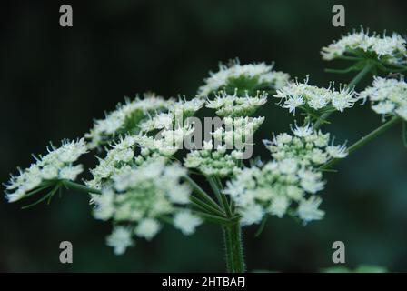 Closeup of delicate white Cow parsnip flowers growing on a blurry background Stock Photo
