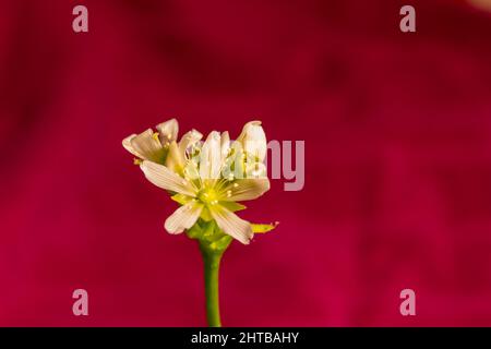 Macro abstract defocused view of a small white blooming flower stalk on a Venus flytrap houseplant with a vibrant red background Stock Photo