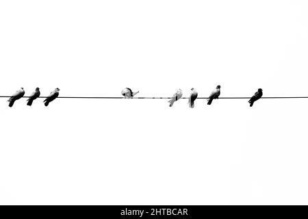 Some pet pigeons sitting in line on the electric wire. Birds lined up on electric wires black and white view. Stock Photo