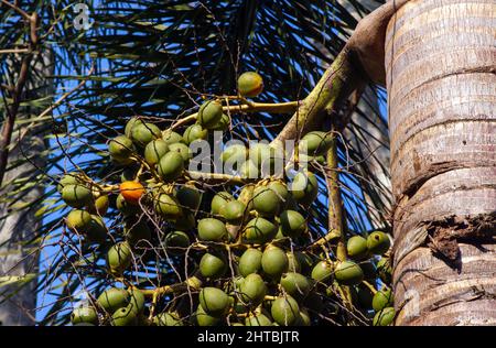 Areca nut palm, Betel Nuts, Betel palm (Areca catechu) hanging on its tree Stock Photo