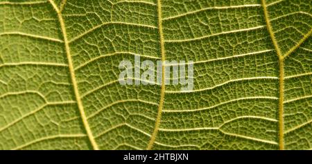 Close up of a young teak (Tectona grandis) leaf veins, for background, selected focus Stock Photo