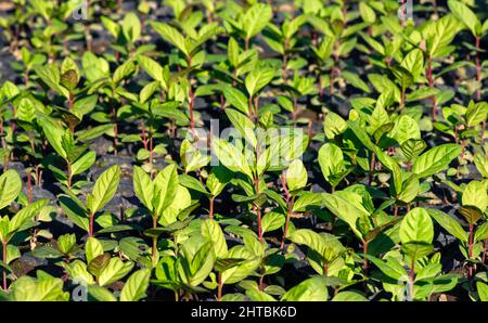 Guava seedlings lined up in the nursery, natural background, in shallow focus Stock Photo