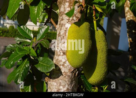 Raw jackfruits on the trunk of the tree Stock Photo