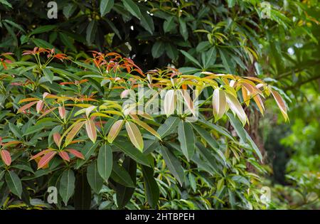 Colorful Alstonia scholaris leaves, commonly called blackboard tree. Natural background. Stock Photo