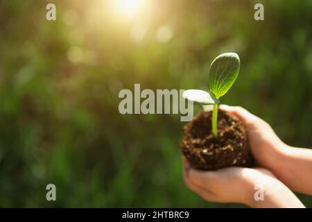Young green sprout in the hands of a child in the light of the sun on a background of green grass. Natural seedlings, eco-friendly, new life, youth. T Stock Photo