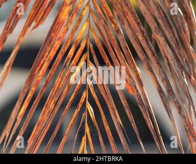 A closeup of dry palm leaves Stock Photo