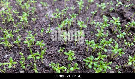 Young sandalwood (Santalum album) seedlings, in the nursery, in shallow focus