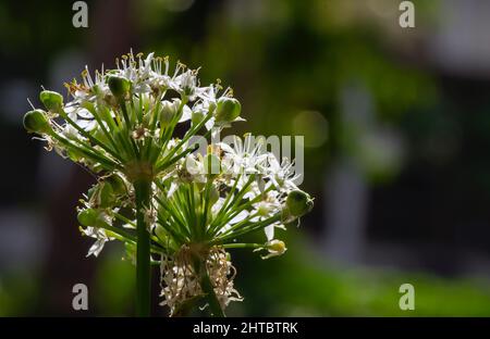 The Welsh onion (Allium fistulosum), also commonly called bunching onion in shallow focus Stock Photo