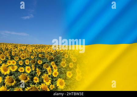 The Sunflower - the national flower of Ukraine. Stock Photo