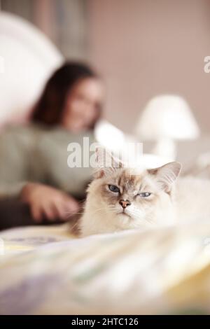 Why is she in MY bed. A closeup shot of a fluffy kitty and its owner lying in bed. Stock Photo