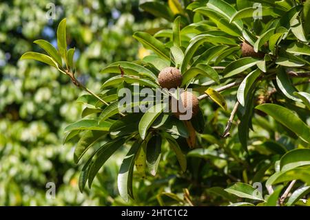 Raw Sawo manila fruit (Manilkara zapota) on the tree, commonly known as sapodilla, sapota, chikoo, chico, naseberry, or nispero Stock Photo