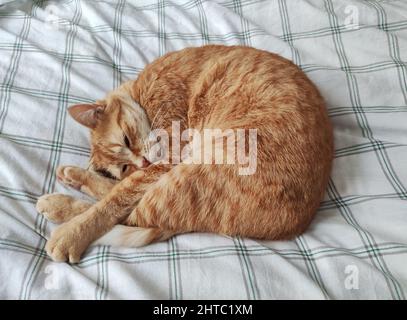 ginger cat sleeping in a bed Stock Photo