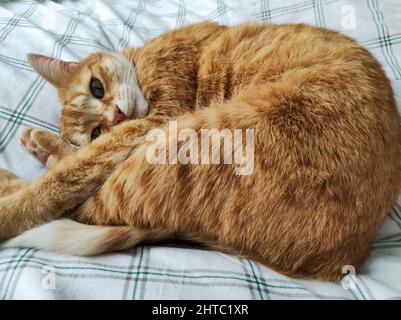 ginger cat sleeping in a bed Stock Photo