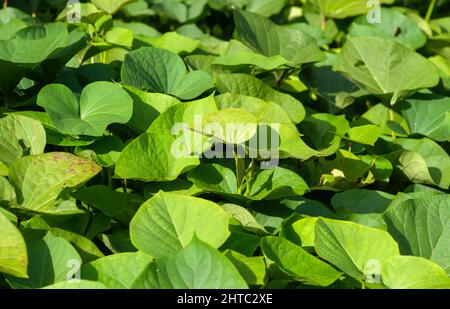 Sweet potato (Ipomoea batatas) leaves, called Ubi Jalar in Indonesia Stock Photo