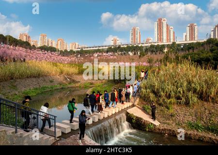 Chongqing, Chongqing, China. 28th Feb, 2022. On February 27, 2022, the beauty of plum blossoms in Chongqing is intoxicating, and the train passing through the sea of flowers is like a picture scroll of spring. Beside the Kangzhuang Station of Chongqing Rail Transit Line 6, more than 1,600 beautiful plum trees are in full bloom, and the ''pink flower sea'' connected into a piece is particularly eye-catching. The train to spring''.Spring is blooming and the sun is shining brightly, and Chongqing is the most beautiful season of the year. The blue sky is full of clouds, and the pink beauty pl Stock Photo