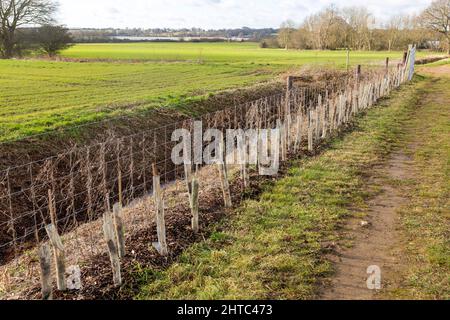 Newly planted hedge saplings in protective sleeves,River Deben valley,  Sutton, Suffolk, England, UK Stock Photo