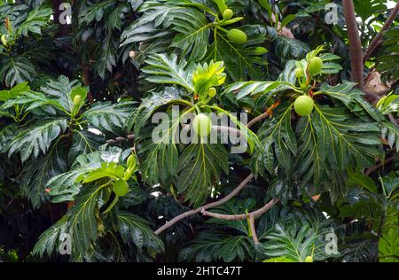 Breadfruits (Artocarpus altilis) and its green leaves on the tree Stock Photo