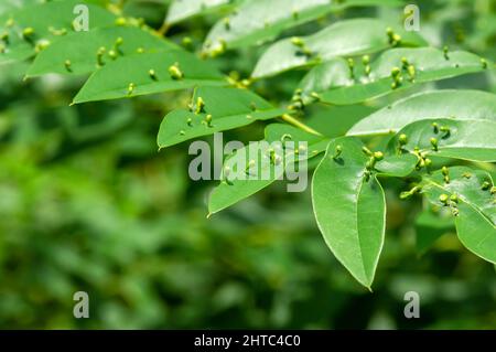 Indigo plant (Indigofera tinctoria), high nutritional green plants that are used as alternative fodder Stock Photo