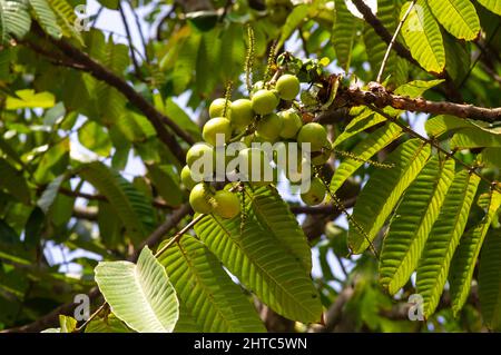 Matoa fruits (Pometia pinnata) hanging on the tree, native fruit from Papua, Indonesia Stock Photo