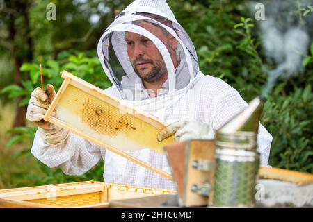 Beekeeping concept, beekeeper looks after bees, the bees checks, checks honey, beekeeper exploring honeycomb, smoking a bees Stock Photo