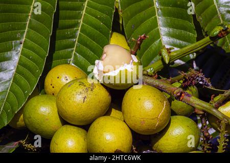Ripe Matoa fruits (Pometia pinnata) and green leaves, native fruit from Papua, Indonesia Stock Photo