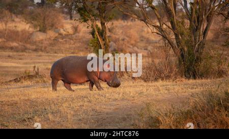 Single juvenile Hippo on the riverbank Hippopotamuse (hippopotamus amphibius) in a waterhole. Although these animals are gregarious and often live in Stock Photo