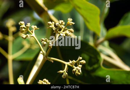 Teak flower buds (Tectona grandis), in shallow focus, arranged in dense clusters at the end of the branches Stock Photo