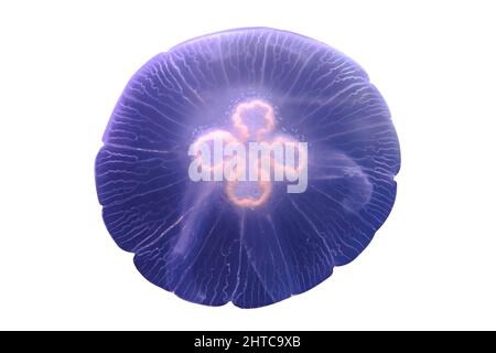 background-of-moon-jellyfish-