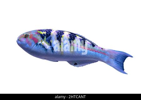 Six-banded wrasse isolated on white background of Indo-Pacific. Thalassoma hardwicke species living in Indian and Pacific Oceans, Great Barrier of Stock Photo