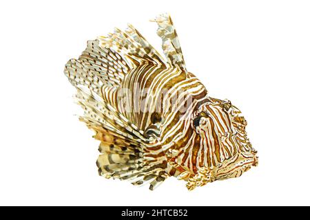 close up of a Lionfish isolated on white background with venomous fins. venomous predator fish of Pterois miles species. Devil firefish of Indian Stock Photo