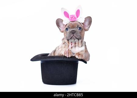 Blue fawn French Bulldog dog puppy with Easter bunny headband in black magician hat on white background Stock Photo