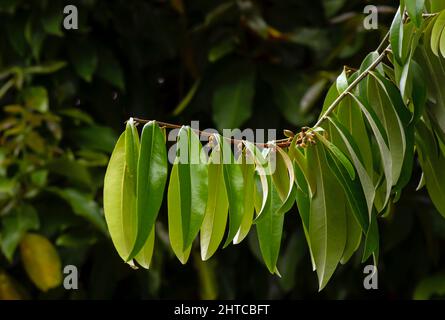 Indonesian dark wood, Ebony (Diospyros celebica) green leaves, seeds and flowers Stock Photo