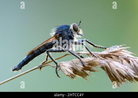 Robber fly sitting motionless on a stalk of dry grass, side view. Waiting for prey at dusk. Blurred background, closeup. Genus Dysmachus bifurcus. Stock Photo