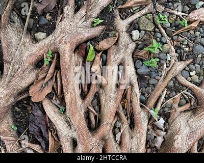 Natural tree root buttress for background Stock Photo
