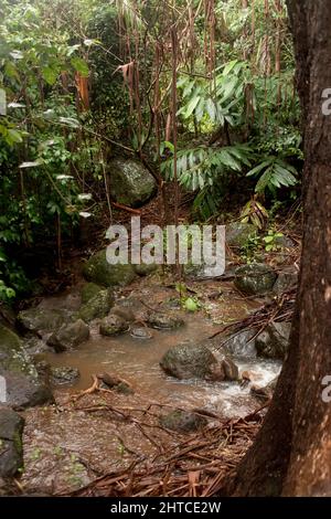 Flood waters flowing through Australian lowland subtropical rainforest after 500 mm of rain in 2 days. Rocks and plants submerged and impassable Stock Photo