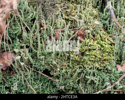 A close up of a patch of the grey lichen Cladonia coniocraea growing on a woodland floor. Stock Photo