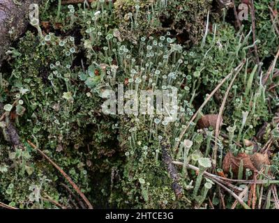 A close up of a patch of the grey lichen Cladonia fimbriata growing on a woodland floor. Stock Photo