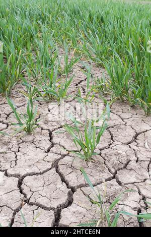 Dry cracked earth. Close up of cracks in dry mud in field of crops during summer drought on a UK farm Stock Photo