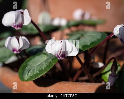 A close up of a flower of a pale form of Cyclamen coum growing in a terracotta pan Stock Photo