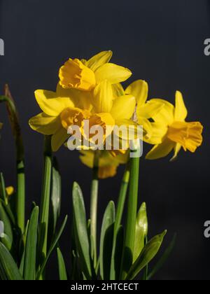 A close up of a group of flowers of the dwarf Narcissus Tete a Tete Stock Photo