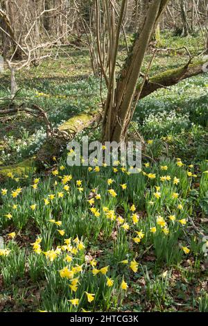 wild daffodil, Lent lily, Narcissus pseudonarcissus and Snowdrops, Galanthus nivalis, wild flowers spring in woodland,  Sussex, February Stock Photo