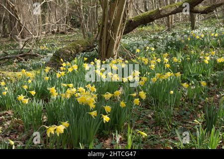 wild daffodil, Lent lily, Narcissus pseudonarcissus and Snowdrops, Galanthus nivalis, wild flowers spring in woodland,  Sussex, February Stock Photo