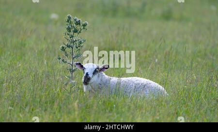 A lamb beside a thistle in Scotland. Stock Photo