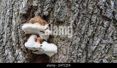 Fungi growing on a rotting tree stump, cut down because of the decay within Stock Photo