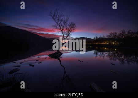 Lonely tree at dawn, Llyn Padarn, Llanberis, Snowdonia, North Wales Stock Photo