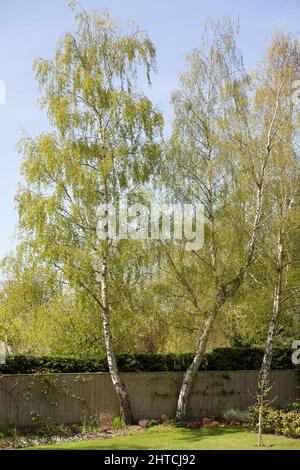 Garden trees, backyard landscaping with silver birch trees in spring, UK Stock Photo