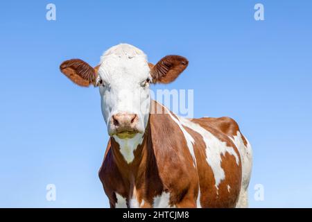 Cow portrait, a cute and calm red bovine, white red mottled, pink nose and friendly expression, adorable Stock Photo