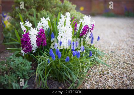 Hyacinth and muscari (grape hyacinth) flowers in a flowerbed in winter, UK garden bulb plants Stock Photo
