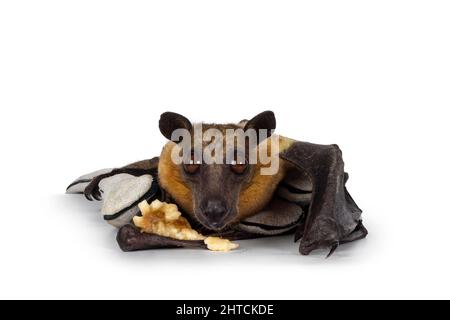 Young adult flying fox, fruit bat aka Megabat of chiroptera, laying with piece of banana on leather glove. Looking straight to camera. Isolated on whi Stock Photo